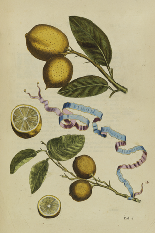 Citrus Botanical Print I, 1646