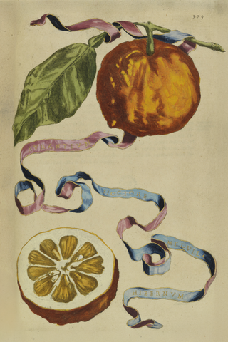 Citrus Botanical Print II, 1646
