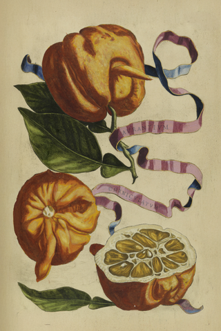Citrus Botanical Print III, 1646