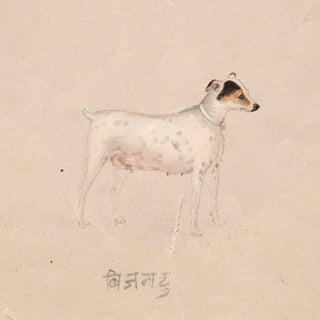 India, Company School Dog Print III, 19th Century