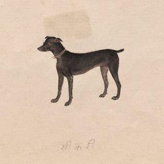 India, Company School Dog Print II, 19th Century