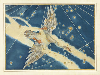 Constellation Cygnus Print, 1603