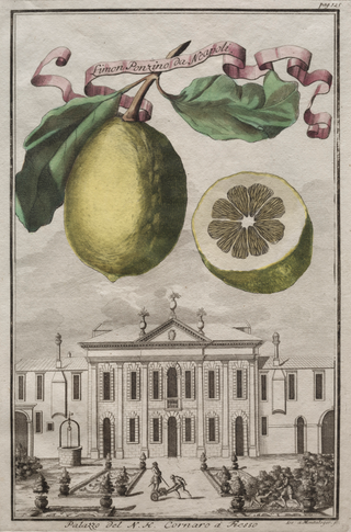 Limon Ponzino da Neapoli Print, 1708