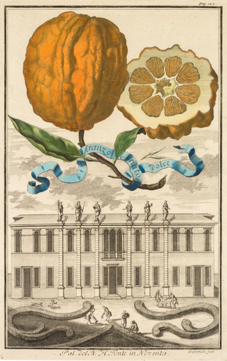 Aranzo Striato Dolce Print, 1708