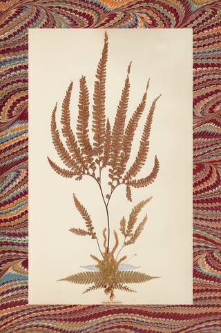 Pressed & Mounted Fern Specimen Prints Collection (Set of 2), 1875