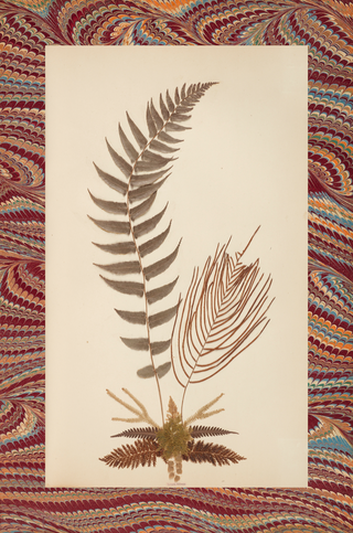 Pressed & Mounted Fern Specimen Prints Collection (Set of 2), 1875