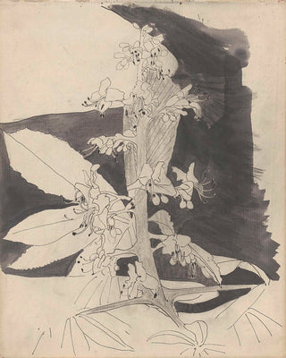 Nettle Plant Study Print, Late 19th-Early 20th Century