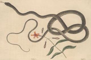 Serpent Framed Fine Art Prints Collection (Set of 4), 1731