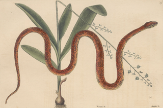 Serpent Framed Fine Art Prints Collection (Set of 4), 1731